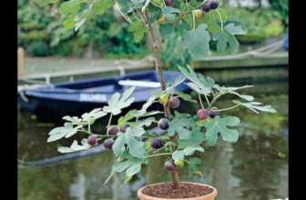 Ibains Gular/Cluster Fig Plant(Hybrid, Pack Of 1)