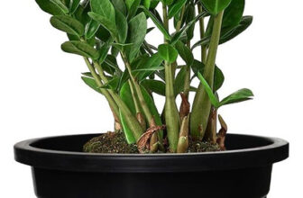 Garden’S Need 5.5-Inch (13.97 Cm) Nursery Flower Pot Round Set Of 1, Planter For Versatile Plant Container Set(Plastic)