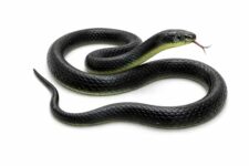 Rza 2026 (Snake Pack Of 1 Pcs) Za Realistic Black Rubber Snake Toy – 28-Inch Lifelike Garden Prop For Scaring Birds Black Skane Fake Snake Toy